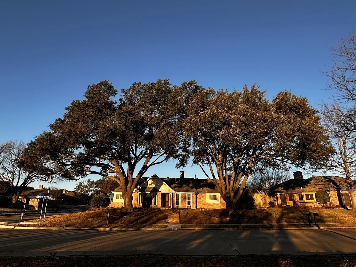 Established residential canopy tree shading a home in Collinsville